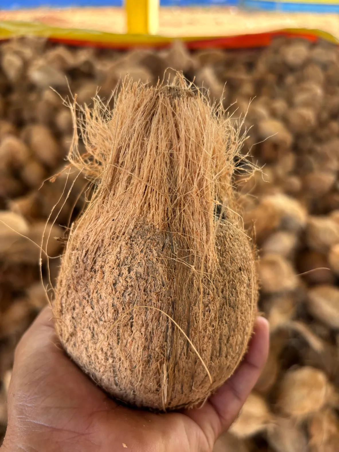 Semi Husked Coconut