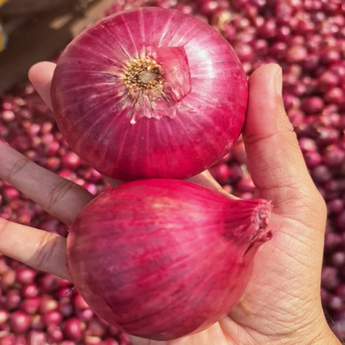 Fresh Indian Red Onion